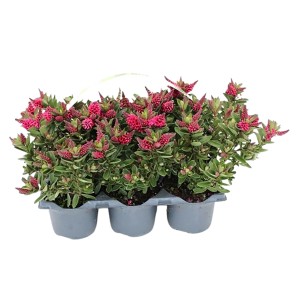 6-os csomag All Blooms® bokros veronika rózsaszín virágokkal cserépben (Ø 9cm), ideális erkélyekre és teraszokra.
