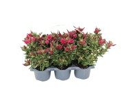 All Blooms veronikacserje 6 darabos tálca cserép kb. 9 cm Hebex andersonii All Blooms veronikacserje 6 darabos tálca cserép kb. 9 cm Hebex andersonii