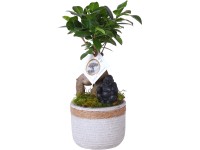 Bonsai 