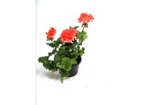 Muskátli Pelargonium 14 cm Muskátli Pelargonium 14 cm