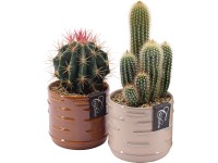 Kaktusz kerámia cserépben válogatás cserépátmérő kb. 13 cm