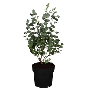 Eukaliptusz (Eucalyptus gunnii) cserépben, kb. 10-20 cm magas, kékeszöld lombozattal.