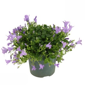Cserepes Ambella Lavender harangvirág lila virágokkal, kb. 15-20 cm magas.