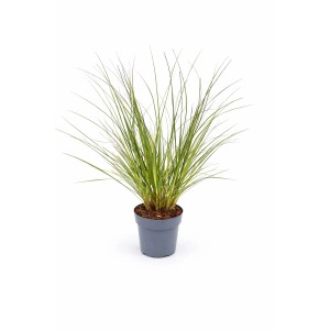 Zöld törpe pampafű Cortaderia selloana Evita szürke cserépben. Kompakt növekedés, ideális kertbe és erkélyre.