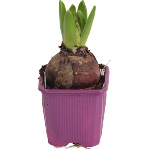 Lila jácint 'Purple Sensation' cserépben (kb. 7 cm Ø) tavaszi ültetéshez.