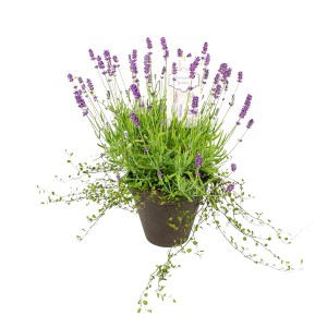 GROW by OBI Kék levendula Mühlenbeckiával cserépben, kb. 16 cm Ø. Illatos cserepes növény erkélyre és kertbe.