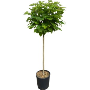 Gömb szivarfa (Catalpa) cserépben, kb. 110 cm magas, zöld levelekkel. Ideális házfa kertbe vagy teraszra.