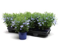 Lobélia kék 10,5 cm Lobélia kék 10,5 cm