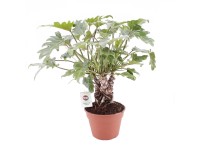 Filodendron 