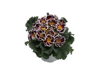 Kankalin (Primula) kétszínű mix 10,5 cm-es cserépben