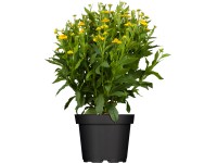 GROW by OBI napfényvirág kb. 20 - 30 cm Helenium