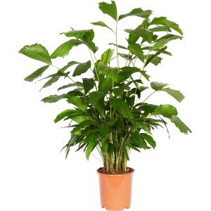 Haldarok pálma (Caryota mitis) cserépben, kb. 130 cm magas. Dekoratív szobanövény zöld levelekkel.