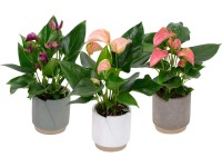 Flamingóvirág kerámia edényben kb. 30-40 cm cserá. kb. 11 cm Anthurium andreanum Flamingóvirág kerámia edényben kb. 30-40 cm cserá. kb. 11 cm Anthurium andreanum