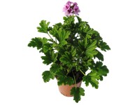 Illatos muskátli 12 cm Illatos muskátli 12 cm