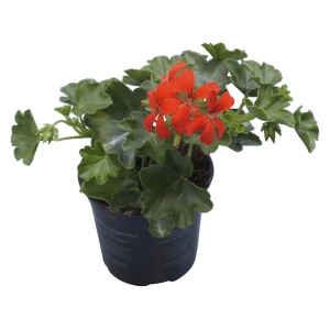 Álló muskátli (Pelargonium Zonale) cserépben, kb. 10,5 cm Ø, piros virágokkal és zöld levelekkel.