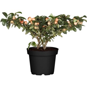 Madárbirs (Cotoneaster) fekete cserépben, apró, világos bogyókkal.