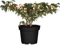 OBI szőnyegmadárbirs 