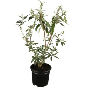 Fiatal, piros nyáriorgona (Buddleja) 3l-es cserépben, kb. 10-20 cm magas.