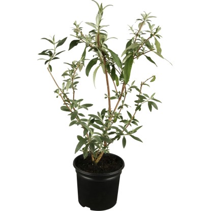 OBI nyáriorgona piros magasság kb. 10 cm - 20 cm cserép kb. 3 l Buddleja