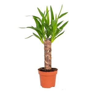 GROW by OBI Pálmaliliom (Yucca Elephantipes) cserépben, szobanövény zöld levelekkel.