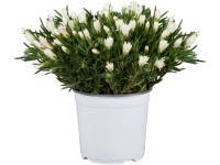 Bíborvörös délvirág sárga-pink cserépátmérő kb. 13 cm Delosperma cooperi