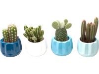 Mini kaktusz kompozíció kerámiában cserépátmérő: kb. 6 cm