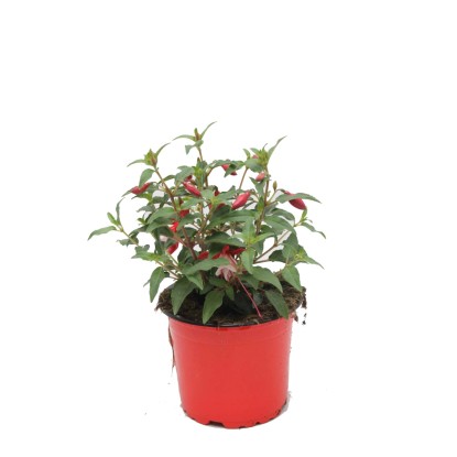 Fukszia (Fuchsia) piros - narancs