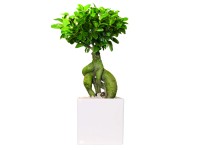Ginseng bonsai kerámiakaspó magasság 20-30 cm átmérő kb. 13 cm Ficus microcarpa Ginseng bonsai kerámiakaspó magasság 20-30 cm átmérő kb. 13 cm Ficus microcarpa