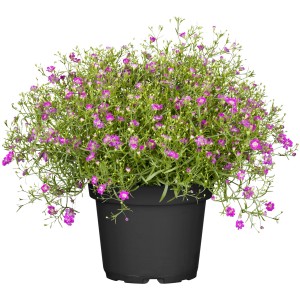 Cserepes fátyolvirág, Gypsophila muralis finom rózsaszín virágokkal. Konténeres növény ágyásokba és erkélyekre.