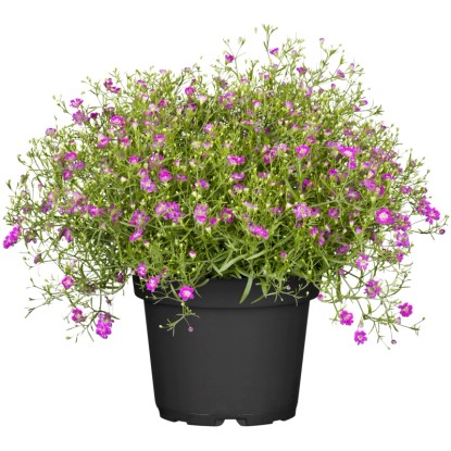 Cserepes fátyolvirág, Gypsophila muralis finom rózsaszín virágokkal. Konténeres növény ágyásokba és erkélyekre.
