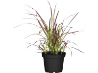 OBI vörös alangfű 