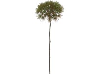 Dekor édesköményág nagy 62 cm barna-zöld