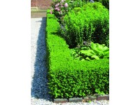 Puszpáng (Buxus sempervirens)