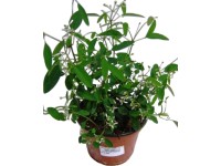 OBI kutyatej fehér cserépátmérő: kb. 12 cm Euphorbia OBI kutyatej fehér cserépátmérő: kb. 12 cm Euphorbia