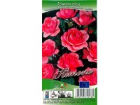 Rózsa Polyantha (Rosa)