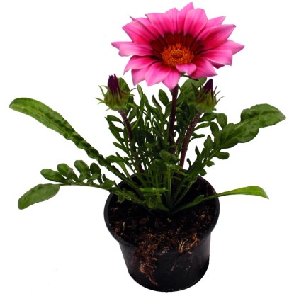 Záporvirág (Gazania) 9 cm-es cserépben