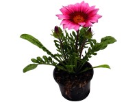 Záporvirág (Gazania) 9 cm-es cserépben Záporvirág (Gazania) 9 cm-es cserépben