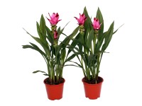 Siam Sublime kurkuma magasság 45 cm - 60 cm cserépátmérő kb. 12 cm Siam Sublime kurkuma magasság 45 cm - 60 cm cserépátmérő kb. 12 cm