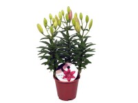 Liliom Azian sötétrózsaszín 30-50 cm Lilium Liliom Azian sötétrózsaszín 30-50 cm Lilium