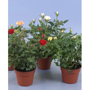 Szobai rózsa 'Rosa Amorosa' cserépben, különböző színekben, kb. 25-30 cm magas.