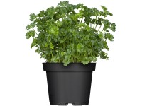 Fodros petrezselyem cserépátmérő: kb. 11 cm Fodros petrezselyem cserépátmérő: kb. 11 cm