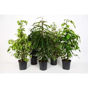 Különböző cserepes fikuszok (Ficus benjamina), szobanövény választék.