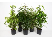 Kislevelű fikusz válogatás kb. 65 cm Ficus benjamina Kislevelű fikusz válogatás kb. 65 cm Ficus benjamina