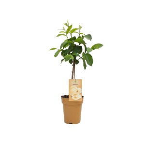 Citrom guava (Psidium guayaba Limon) cserépben, kb. 90-110 cm magas, zöld levelekkel.