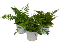 OBI páfrányok cserépátmérő: kb. 13 cm Farn