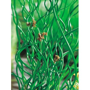 Spirálkás szittyó (Juncus effusus spiralis) cserépben, zöld, spirális szárak.