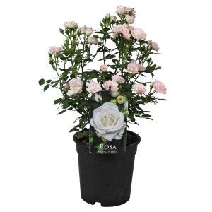 Fehér Patio Hit rózsa cserépben, kb. 45 cm magas. Kicsi, finom, fehér virágok.