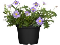 GROW by OBI ausztrálszázszorszép kék cserépátmérő kb. 13 cm Brachyscome GROW by OBI ausztrálszázszorszép kék cserépátmérő kb. 13 cm Brachyscome