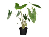 Zebra-alokázia magasság kb. 65 - 75 cm cserépátmérő kb. 17 cm Alocasia zebrina