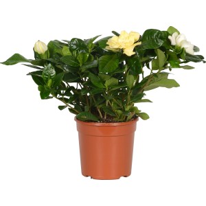 Gardenia cserépben fehér és sárga virágokkal, kb. 13 cm-es cserépátmérő.
